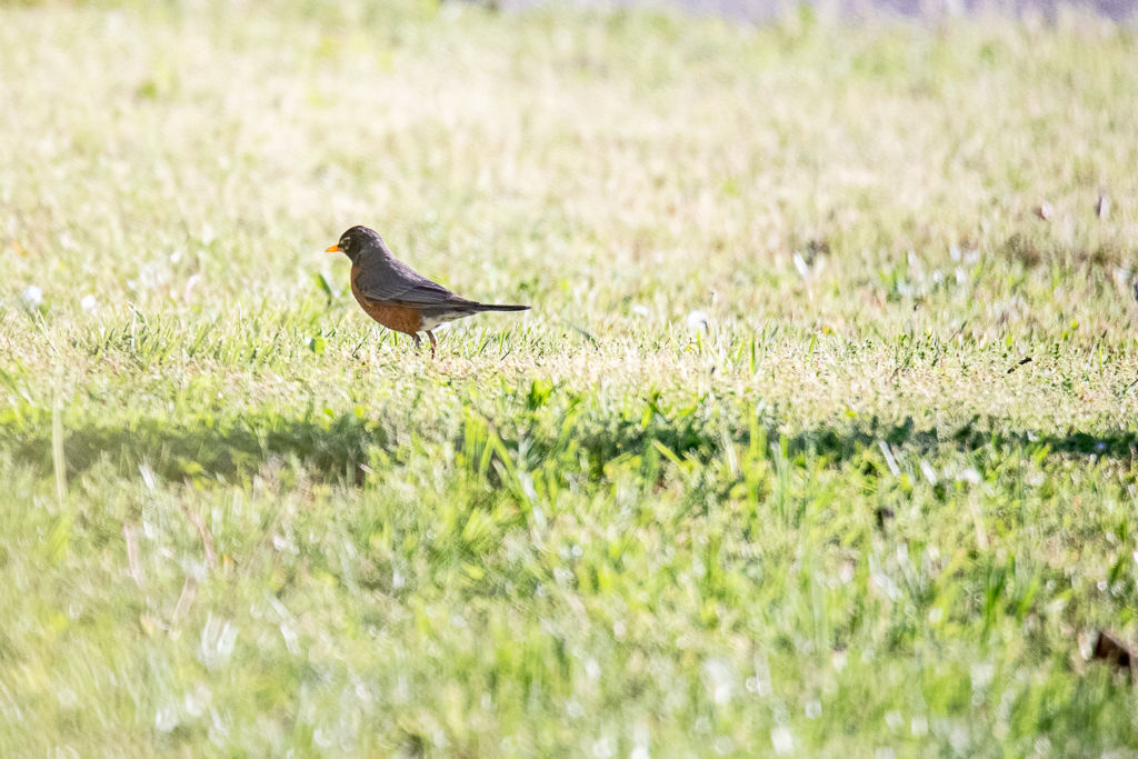 Backyard Birds NH-1512.jpg